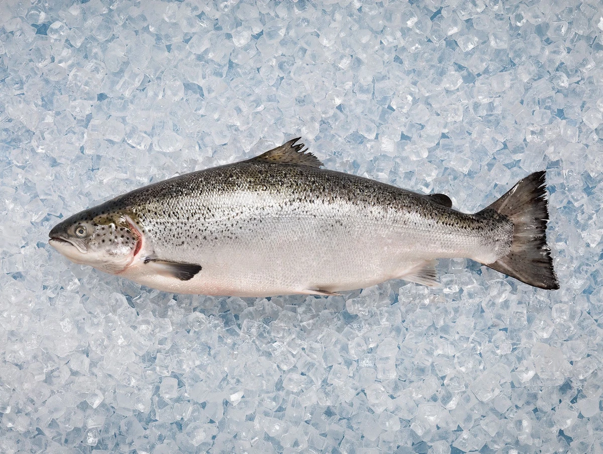 Nova Scotia Seafood Species Photography