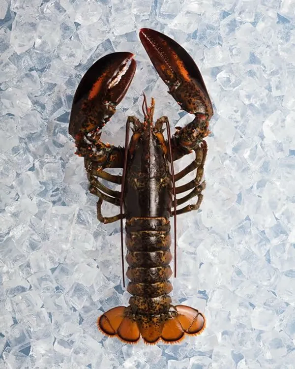 Nova Scotia Seafood Species Photography